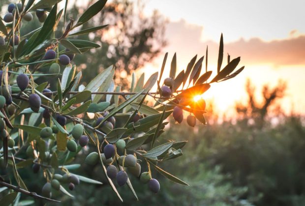 Comprendre pourquoi les feuilles d’olivier jaunissent